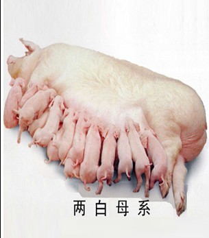 5357cc��˹ά��˹(�й�)���޹�˾����