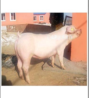 5357cc��˹ά��˹(�й�)���޹�˾����