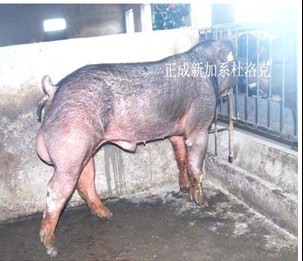 5357cc��˹ά��˹(�й�)���޹�˾����