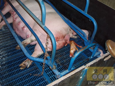 5357cc��˹ά��˹(�й�)���޹�˾����