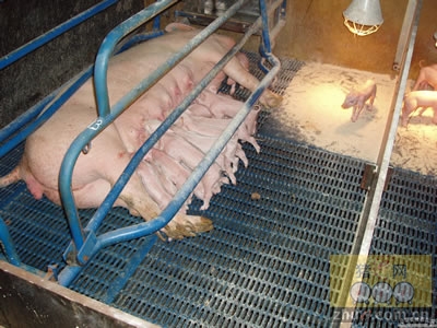 5357cc��˹ά��˹(�й�)���޹�˾����