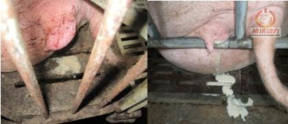 5357cc��˹ά��˹(�й�)���޹�˾����