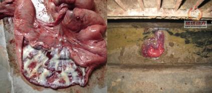 5357cc��˹ά��˹(�й�)���޹�˾����