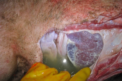 5357cc��˹ά��˹(�й�)���޹�˾����