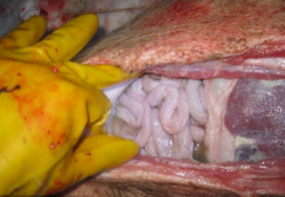 5357cc��˹ά��˹(�й�)���޹�˾����