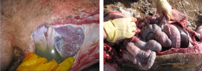 5357cc��˹ά��˹(�й�)���޹�˾����