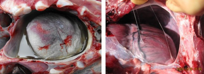 5357cc��˹ά��˹(�й�)���޹�˾����