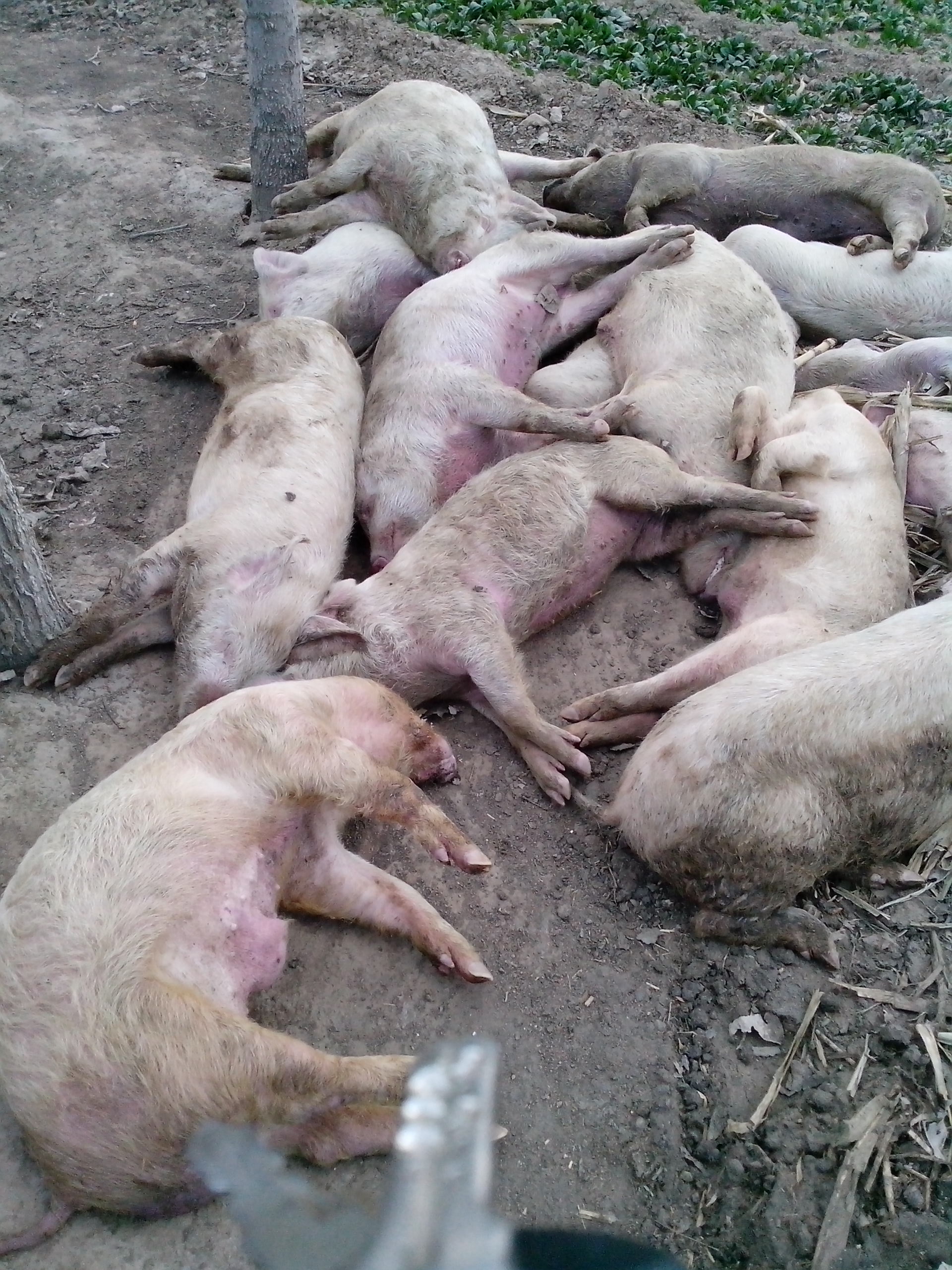 5357cc��˹ά��˹(�й�)���޹�˾����