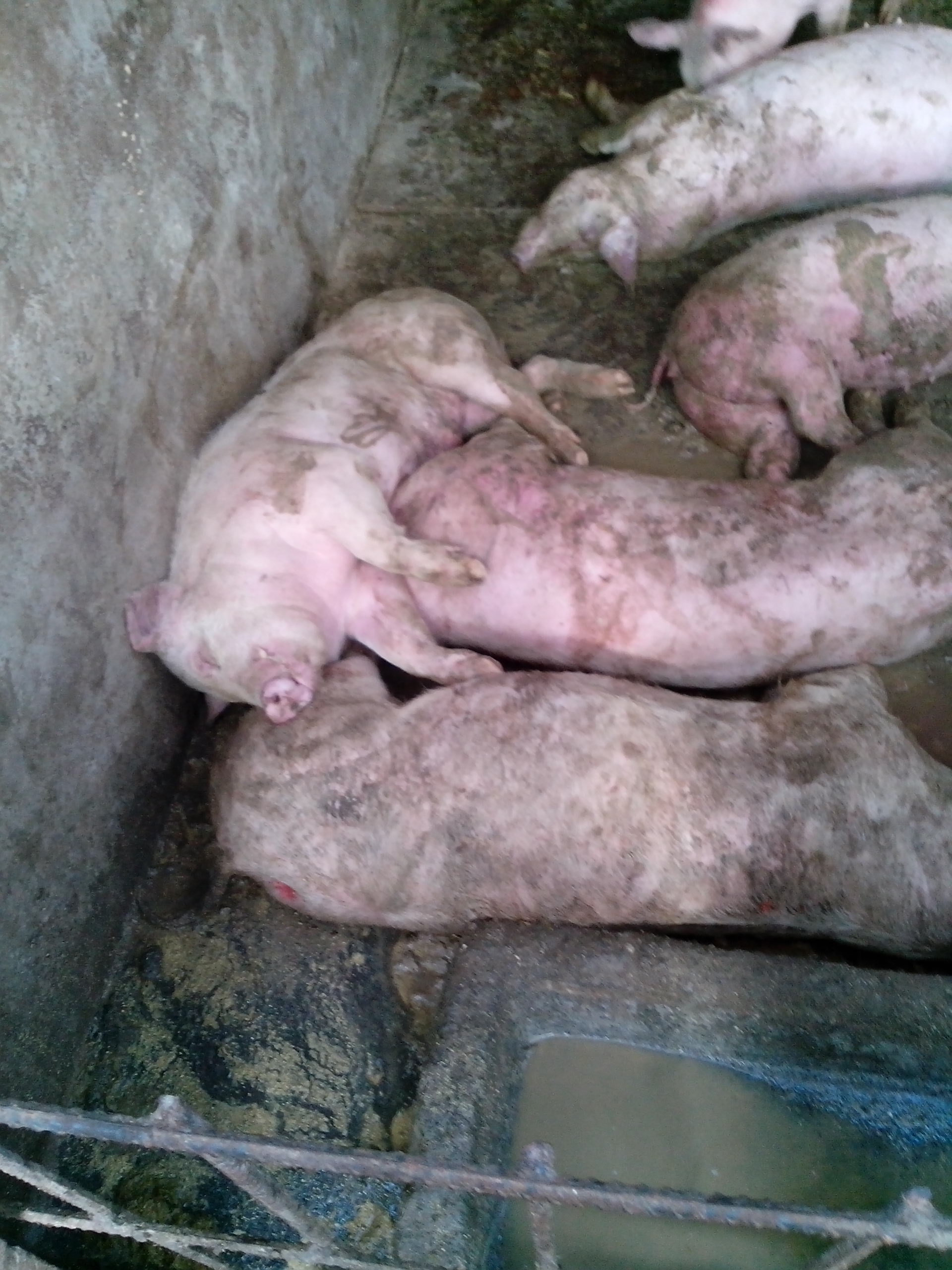 5357cc��˹ά��˹(�й�)���޹�˾����