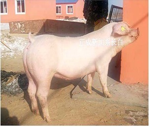 5357cc��˹ά��˹(�й�)���޹�˾����