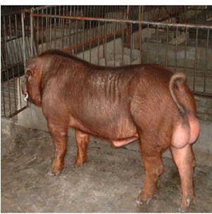 5357cc��˹ά��˹(�й�)���޹�˾����