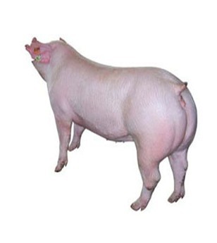 5357cc��˹ά��˹(�й�)���޹�˾����