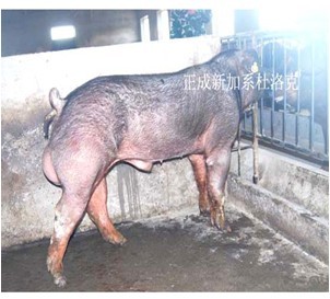 5357cc��˹ά��˹(�й�)���޹�˾����