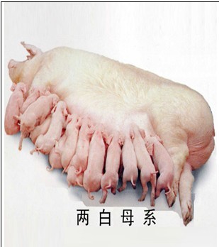 5357cc��˹ά��˹(�й�)���޹�˾����