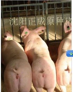 5357cc��˹ά��˹(�й�)���޹�˾����