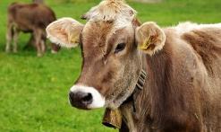 5357cc��˹ά��˹(�й�)���޹�˾����