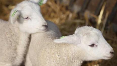 5357cc��˹ά��˹(�й�)���޹�˾����