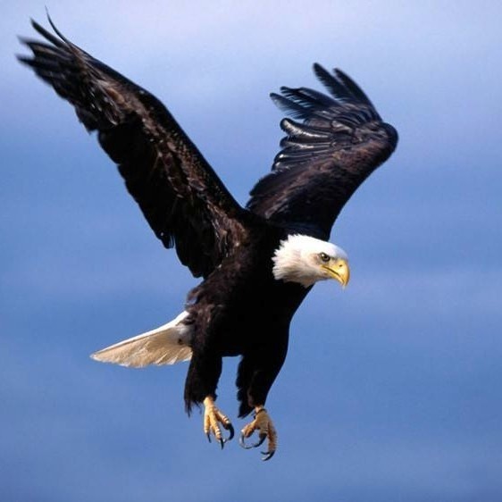 5357cc��˹ά��˹(�й�)���޹�˾����