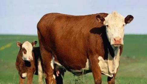 5357cc��˹ά��˹(�й�)���޹�˾����