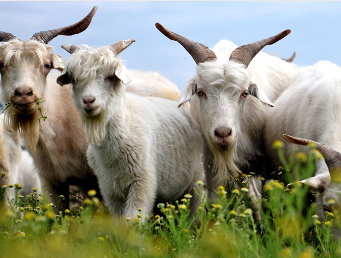 5357cc��˹ά��˹(�й�)���޹�˾����