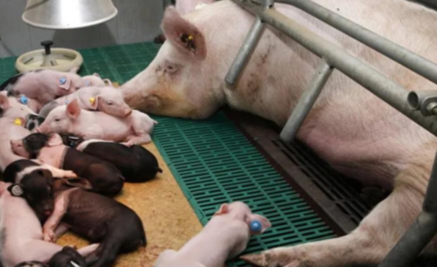 5357cc��˹ά��˹(�й�)���޹�˾����