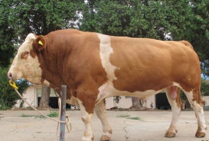 5357cc��˹ά��˹(�й�)���޹�˾����