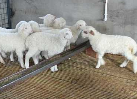 5357cc��˹ά��˹(�й�)���޹�˾����