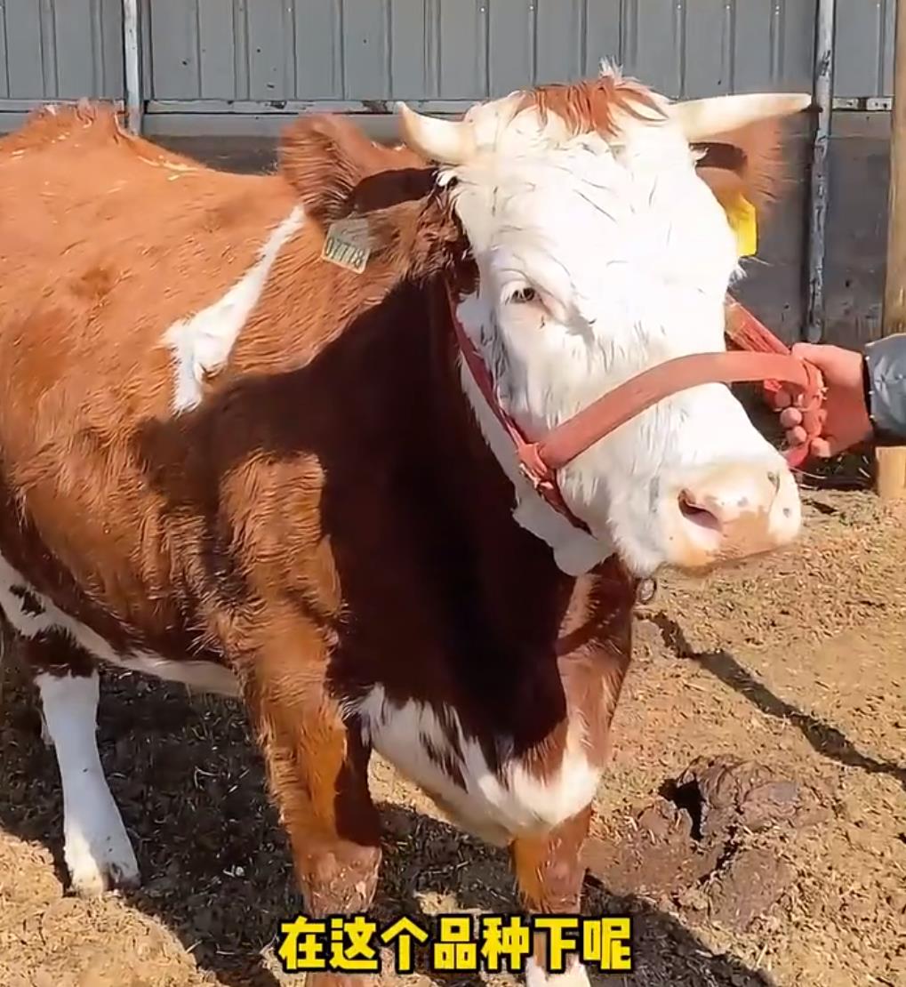 5357cc��˹ά��˹(�й�)���޹�˾����