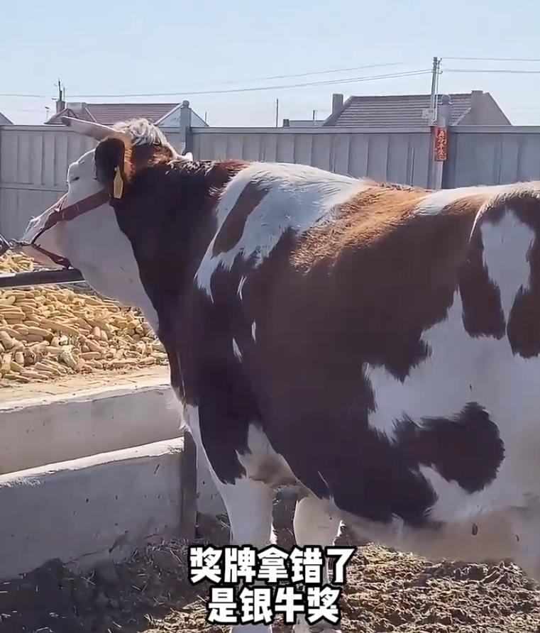 5357cc��˹ά��˹(�й�)���޹�˾����