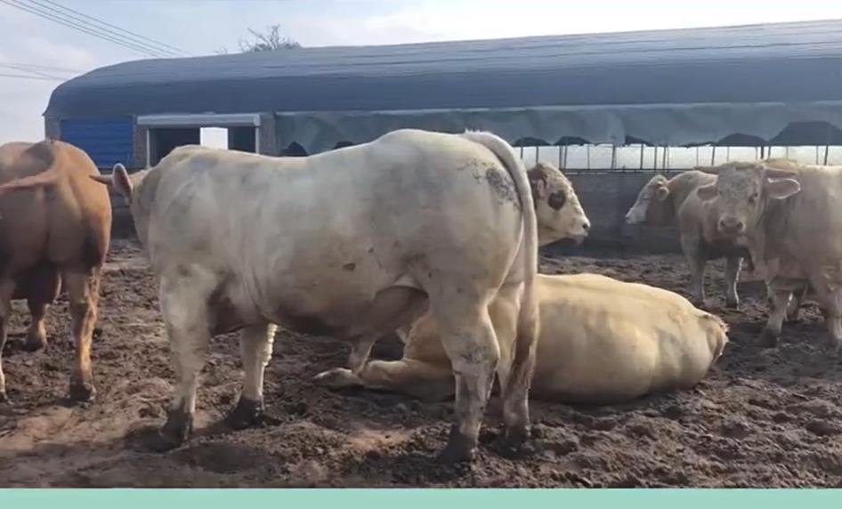 5357cc��˹ά��˹(�й�)���޹�˾����