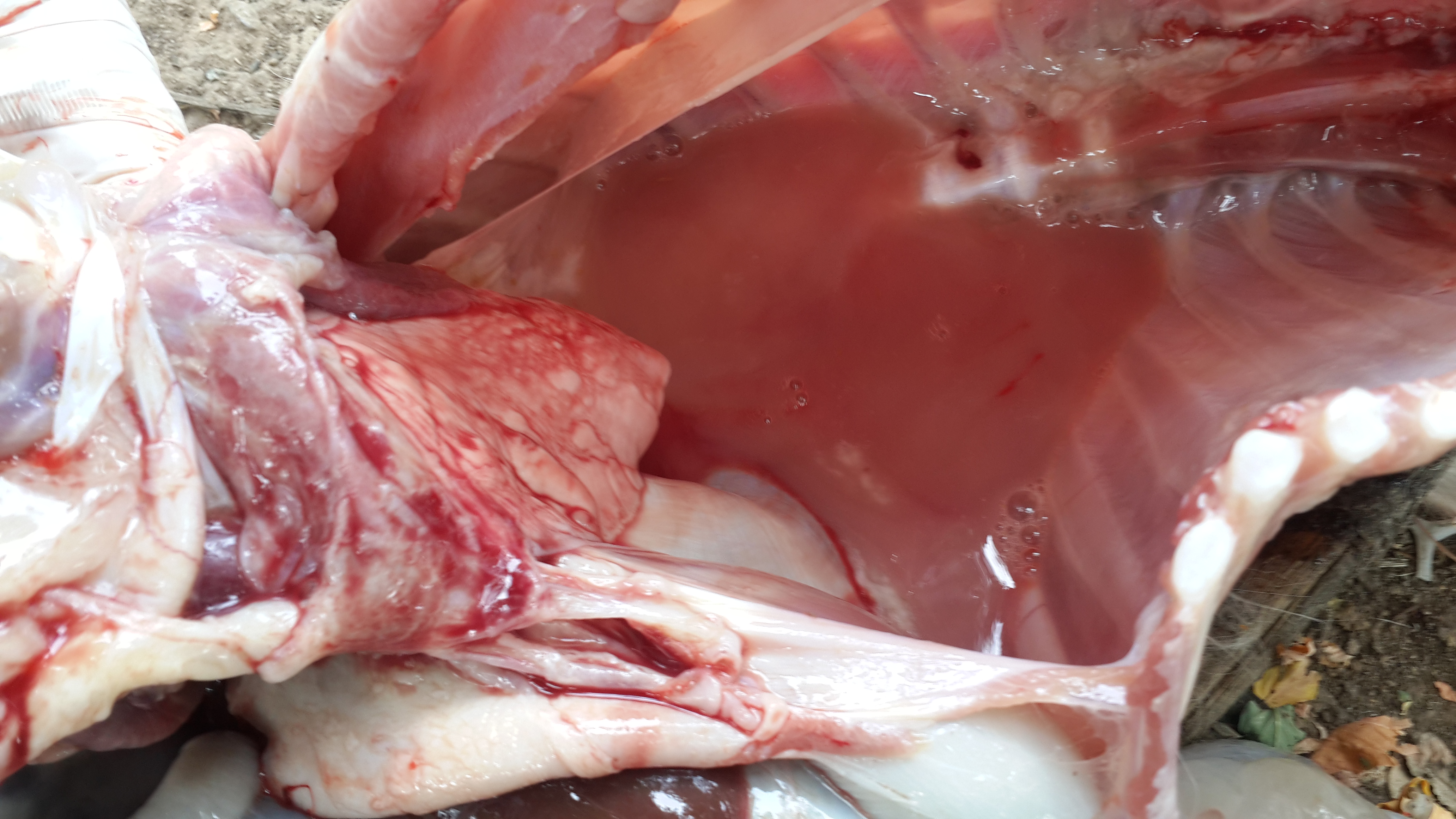 5357cc��˹ά��˹(�й�)���޹�˾����