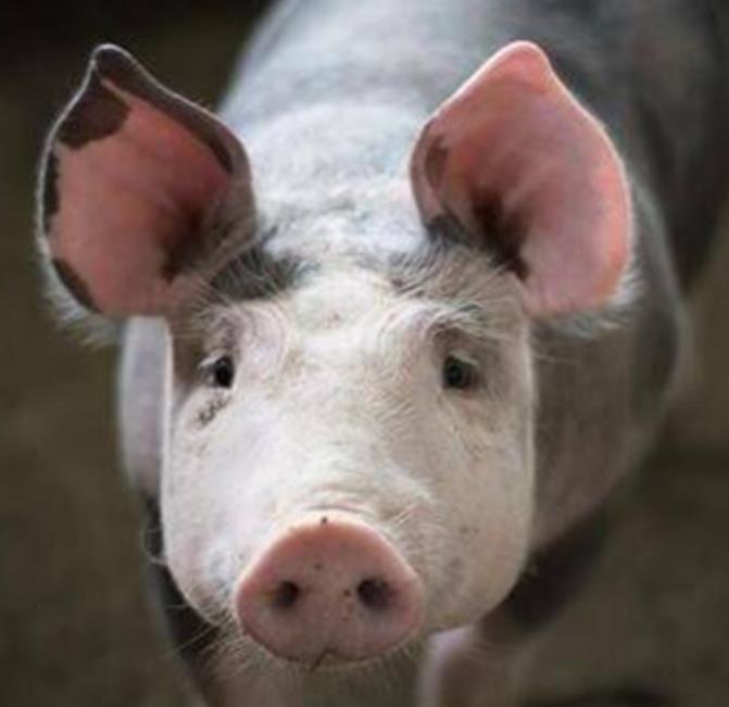 5357cc��˹ά��˹(�й�)���޹�˾����